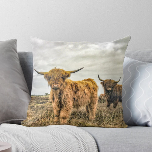 Fluffy and cute black and white Scottish Highland cow portrait on a soft, comfortable pillow.