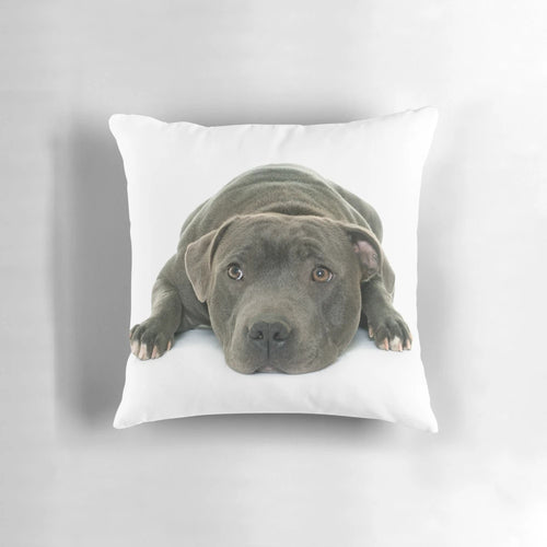 Soft and cuddly Staffordshire Bull Terrier puppy pillow with striking blue eyes
