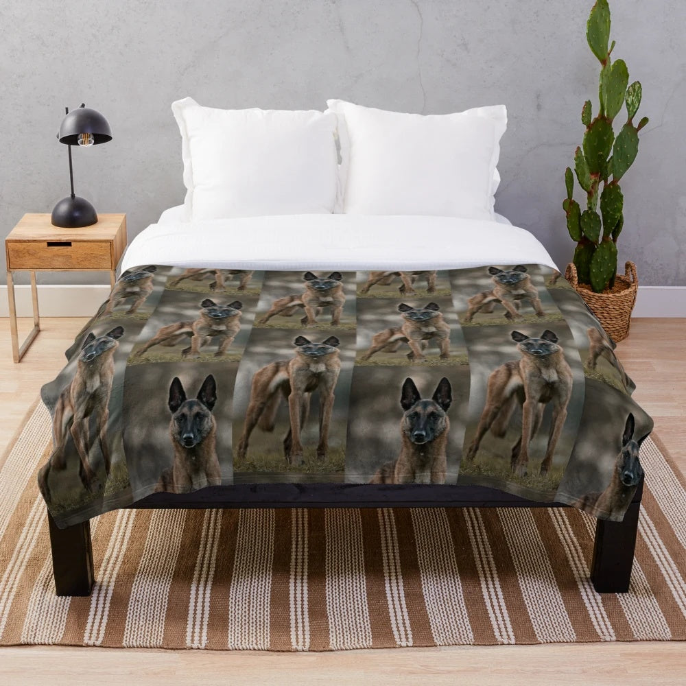 Belgian Shepherd Malinois on a plush, cozy blanket